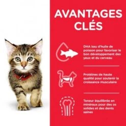 Animal De Compagnie -Animal De Compagnie hills chaton feline kitten thon 1