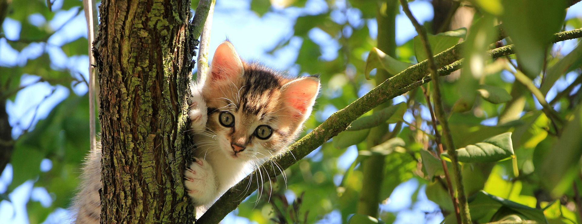 Animal De Compagnie -Animal De Compagnie cat 1647775 1920