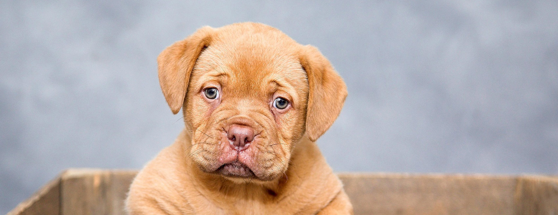 Animal De Compagnie -Animal De Compagnie puppy 1047521 1920